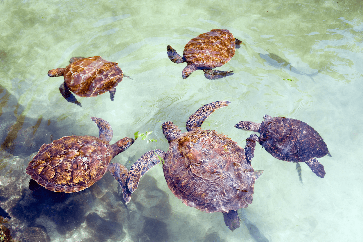 jambiani zanzibar schildpadden
