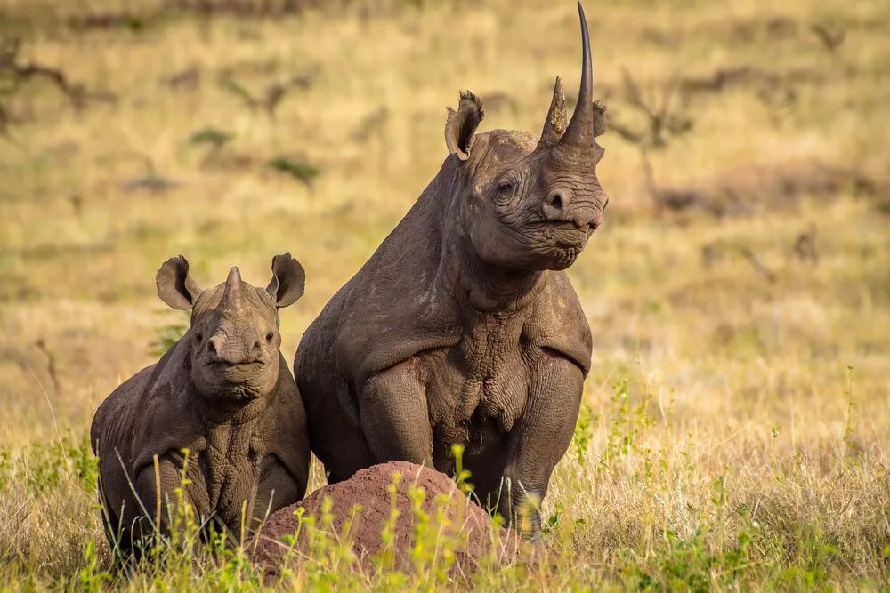 Neushoorn
