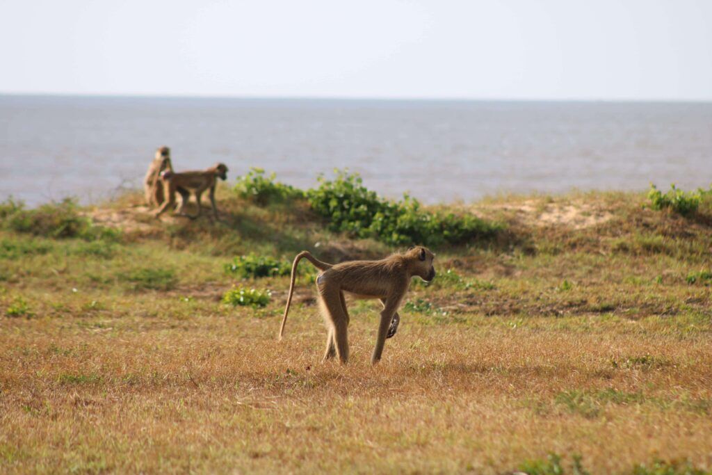 Saadani National Park aapjes