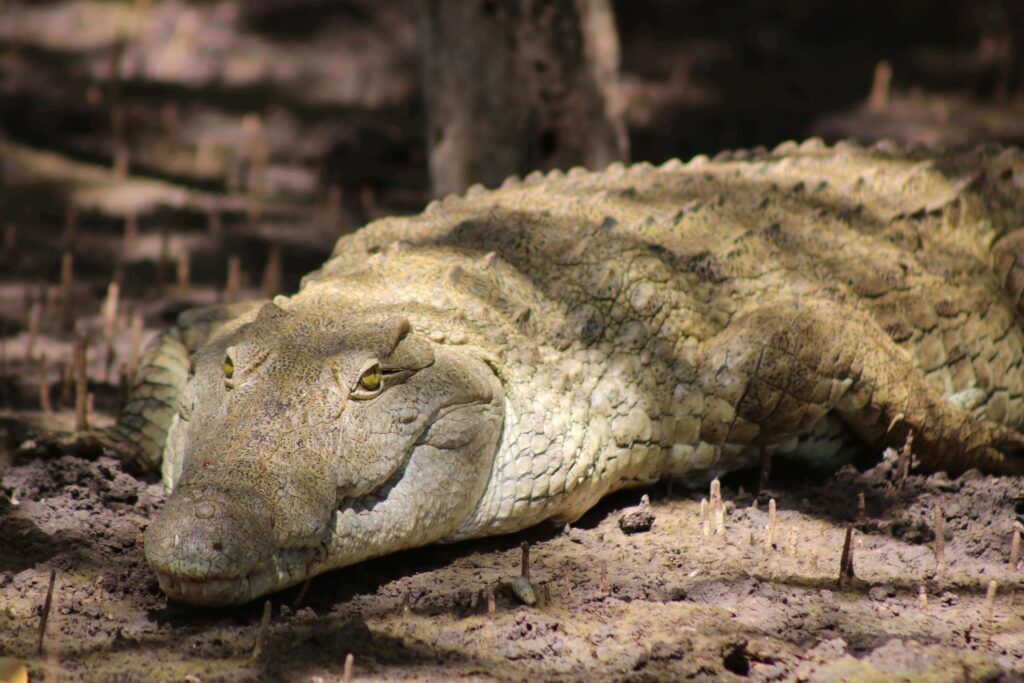 Krokodil in Saadani