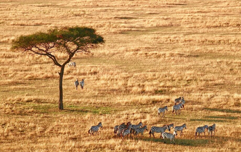 tanzania specialist