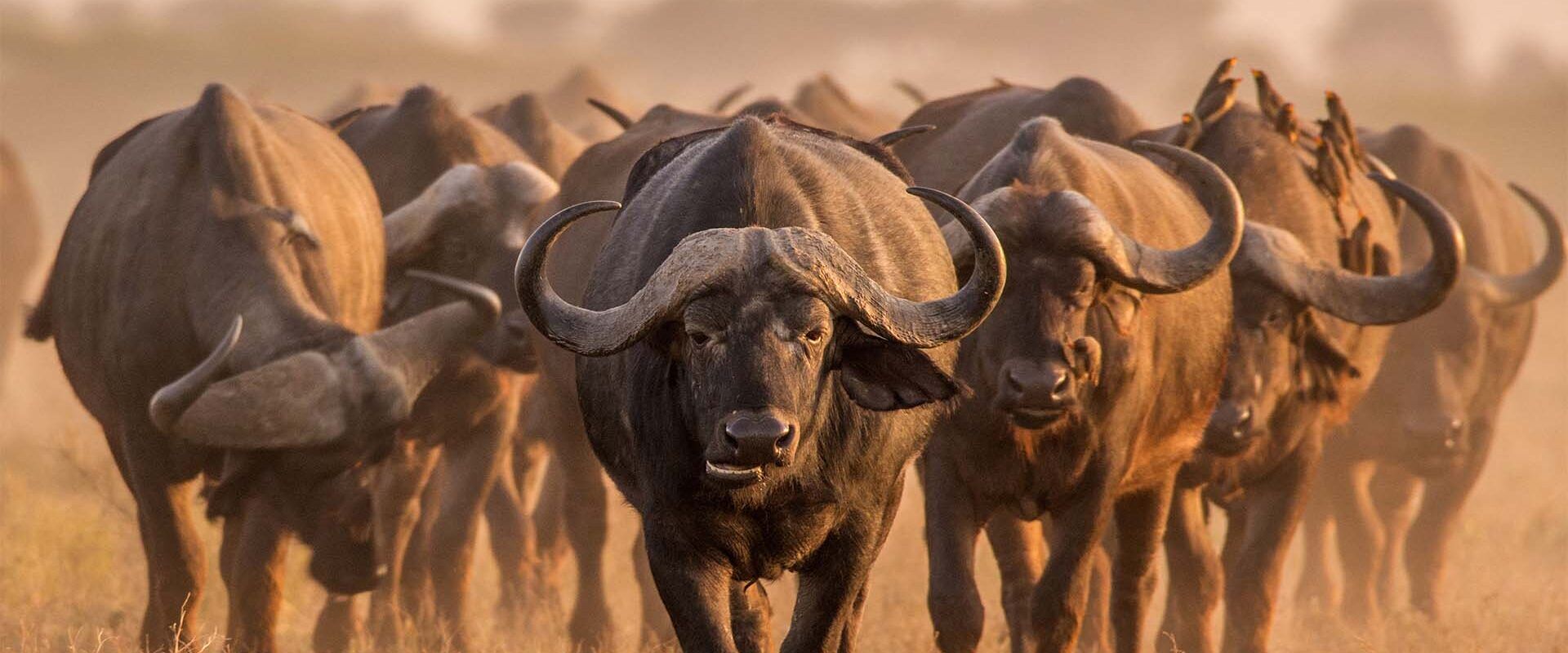 Kudde van gnoes in Tanzania