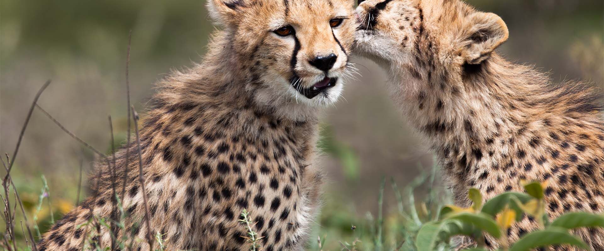 Cheetah welp met moeder in Serengeti National Park