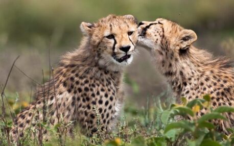 Cheetah welp met moeder in Serengeti National Park