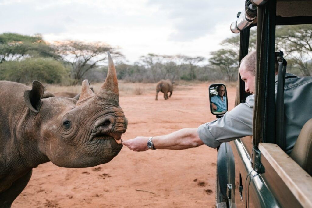 Mkomazi national park neushoorn