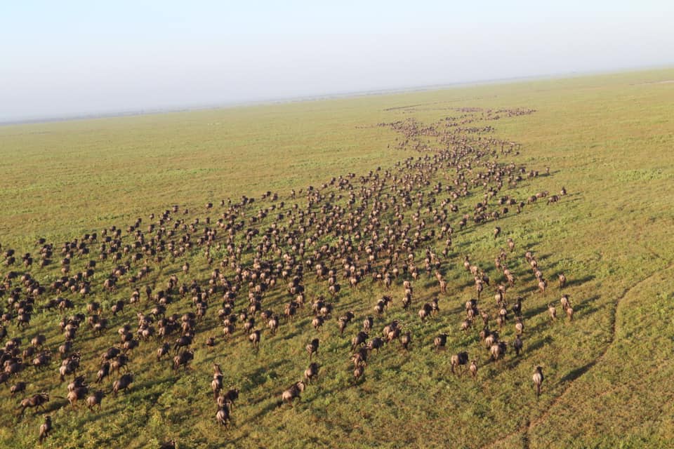 Ndutu Region