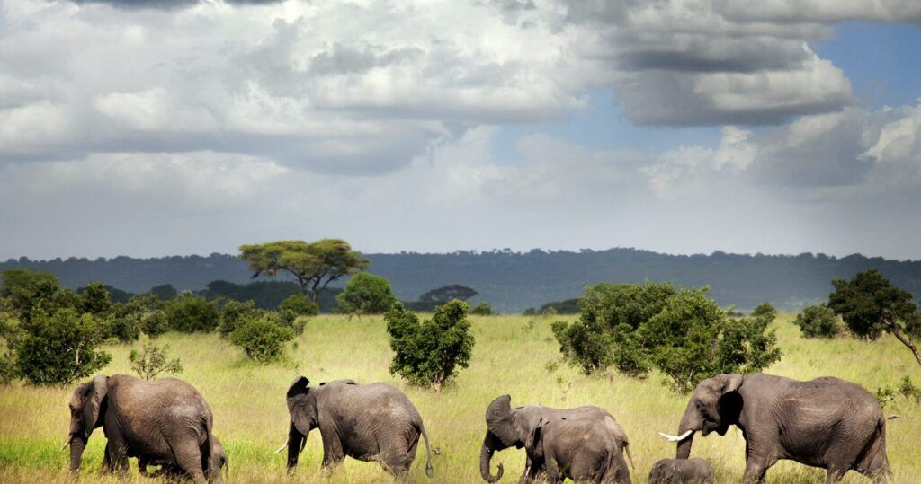 Ruaha national park