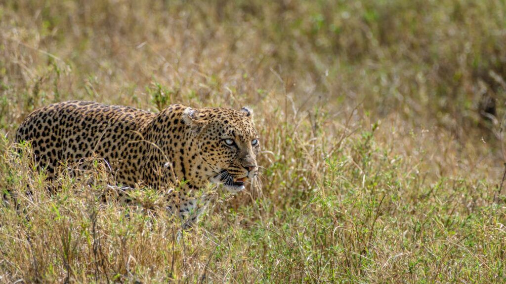 leopard_header