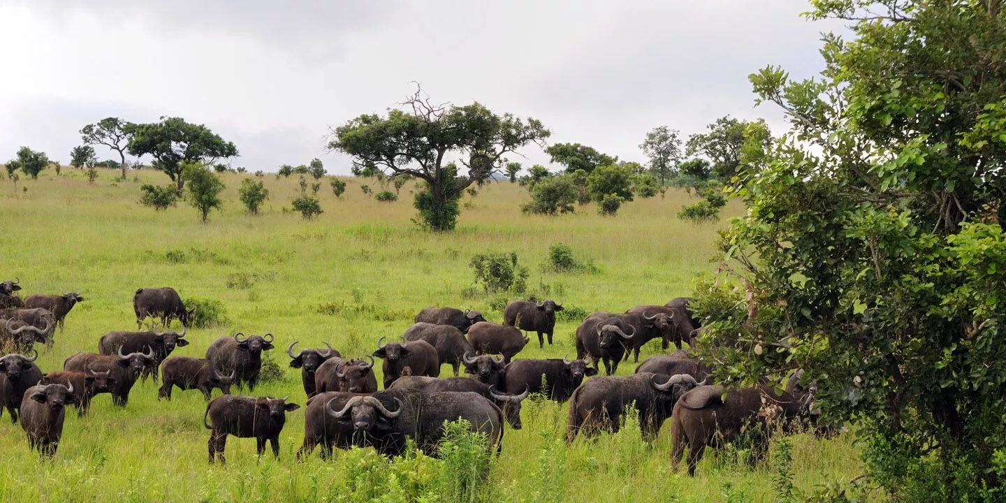 Buffalo's aan het grazen in in Mikumi