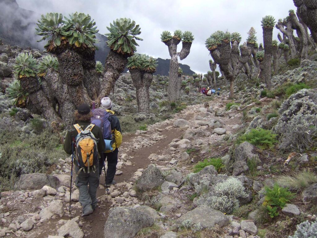 Kilimanjaro beklimmen via de Shira route