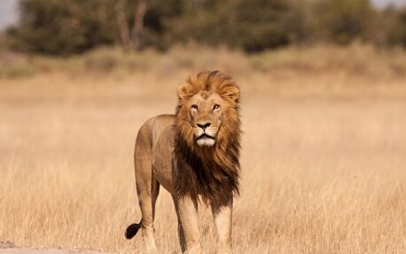 Spot een leeuw tijdens je safari in Tanzania