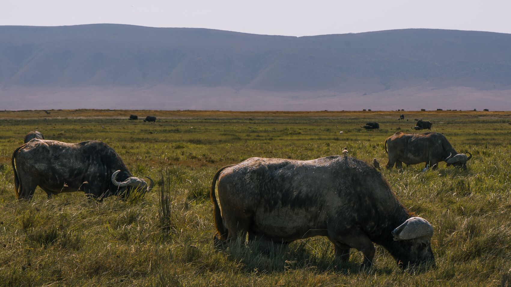Ngorongoro Krater - in stijl!