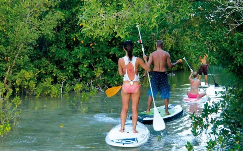 Mangrove-Sub-800x500