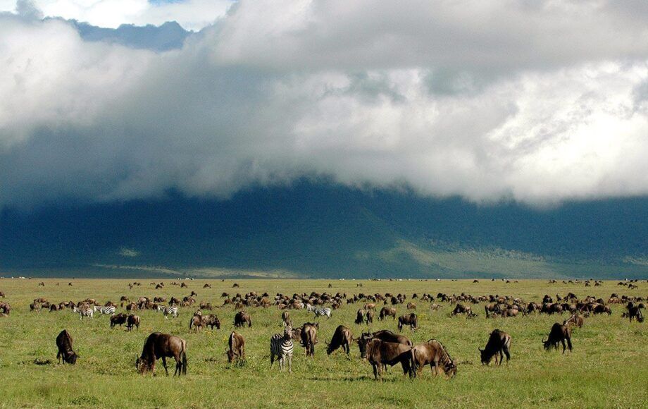 Grote trek Tanzania