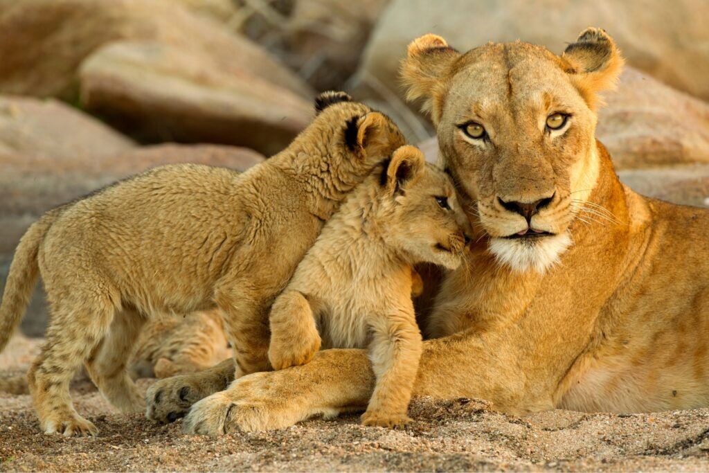 Familie leeuwen