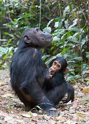Gombe Stream National park Chimpanzee mother with baby