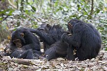 Gombe Stream National park Chimpanzees social grooming