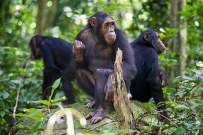 Gombe Stream National park Chimpanzees