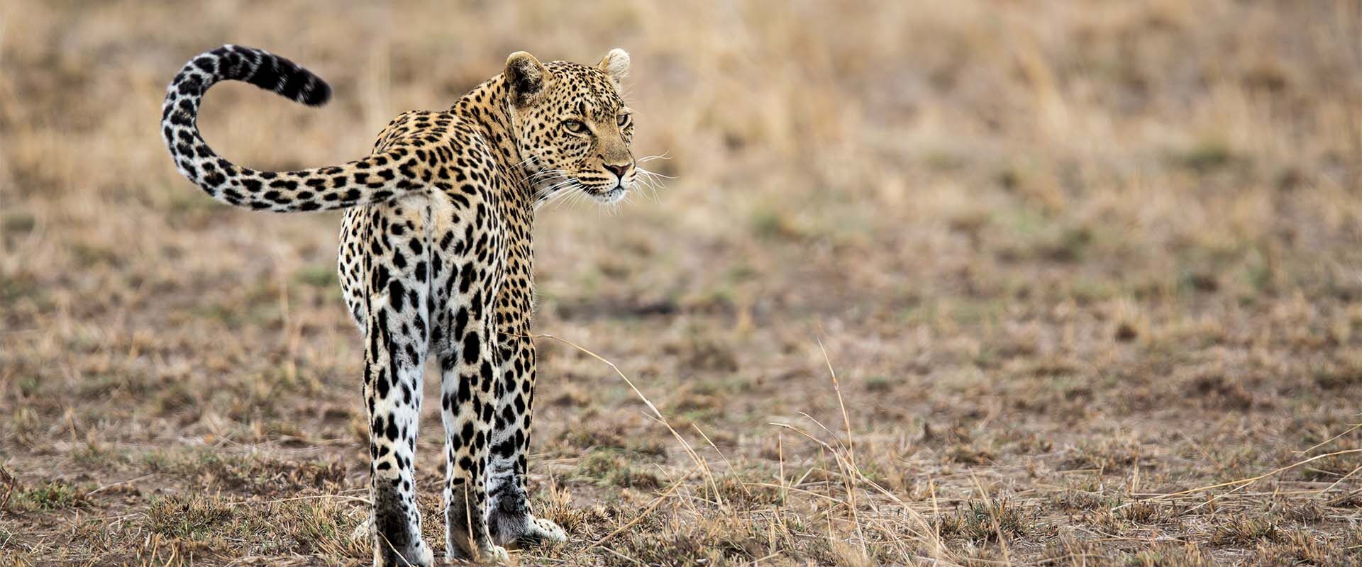 Cheetah op wandel in Tanzania