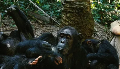 Jane Goodall vlakbij een chimpansee in Gombe Stream National Park
