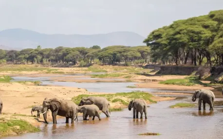 Olifanten aan een poel in Ruaha National Park, Tanzania