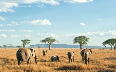 Familie olifanten in Tanzania