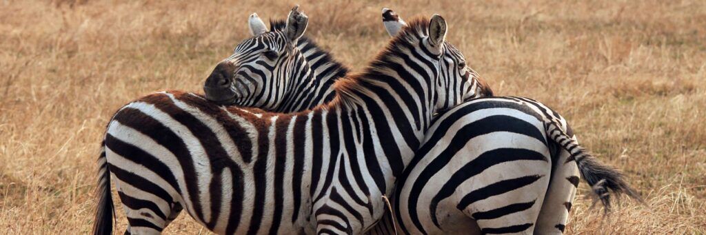 tanzania voor stellen