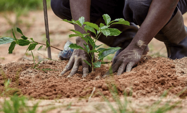 Bomen planten Tanzania
