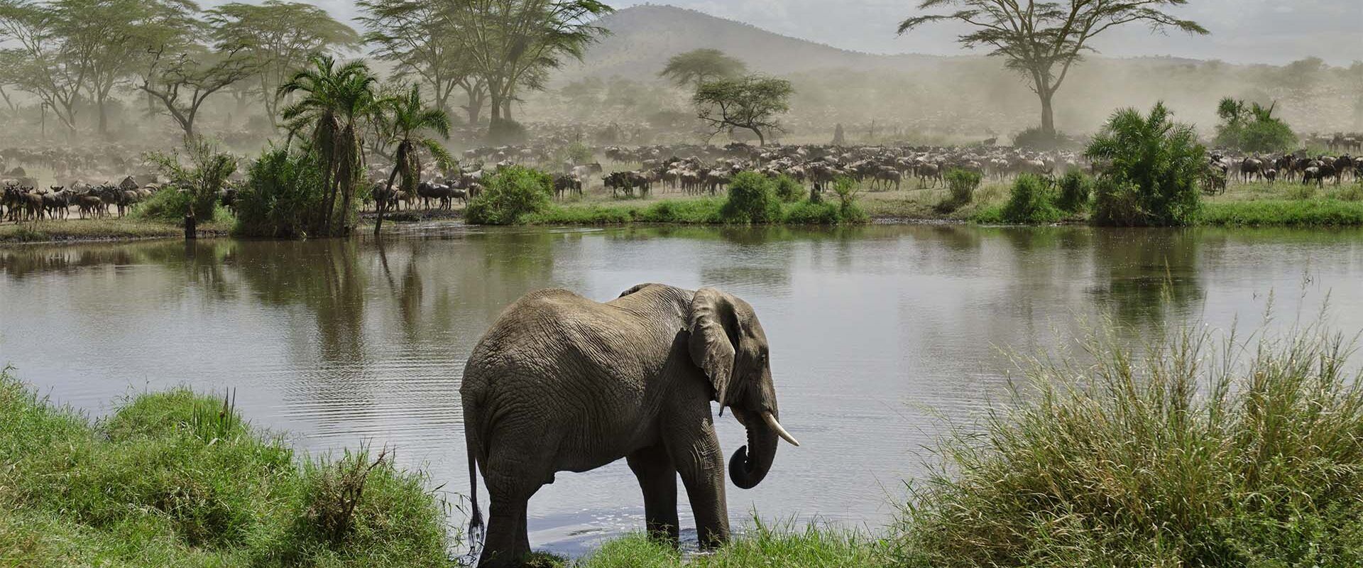 Olifant bij het water in Tanzania