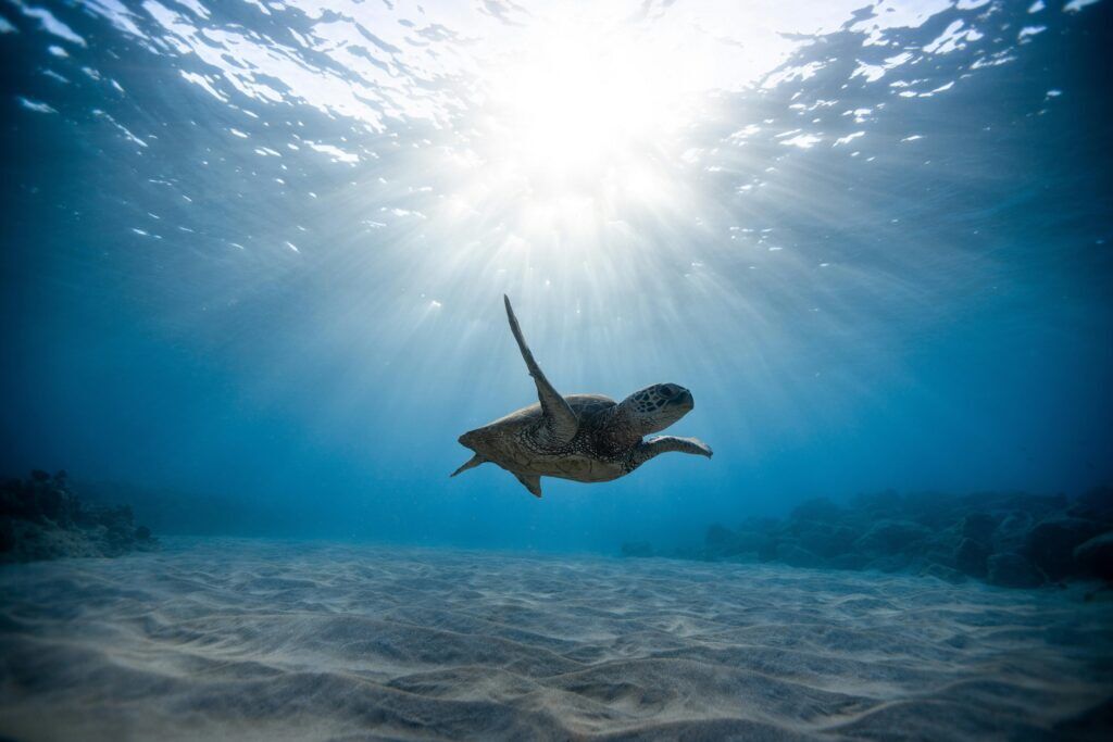 Turtle
