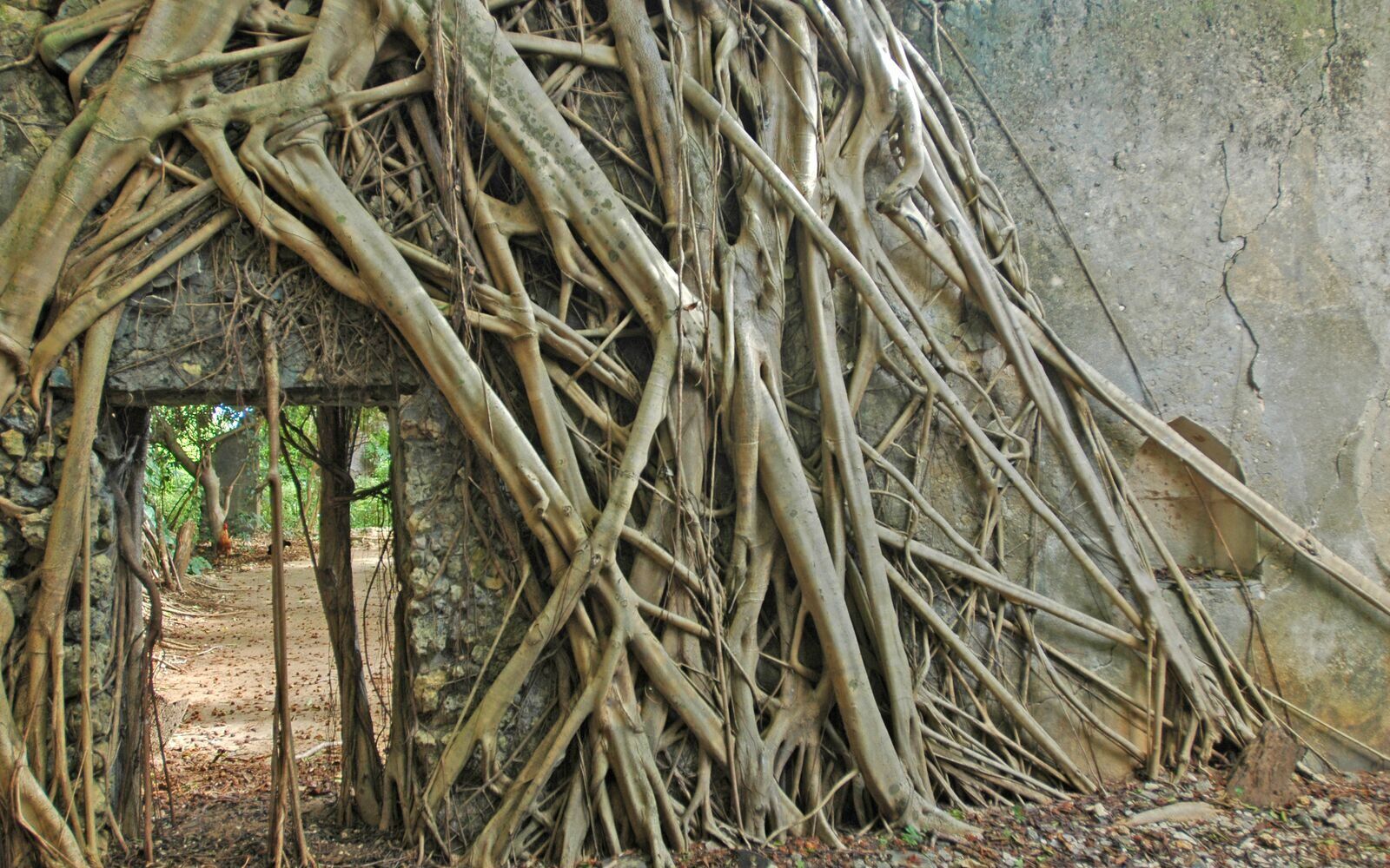 Chole Ruins Mafia
