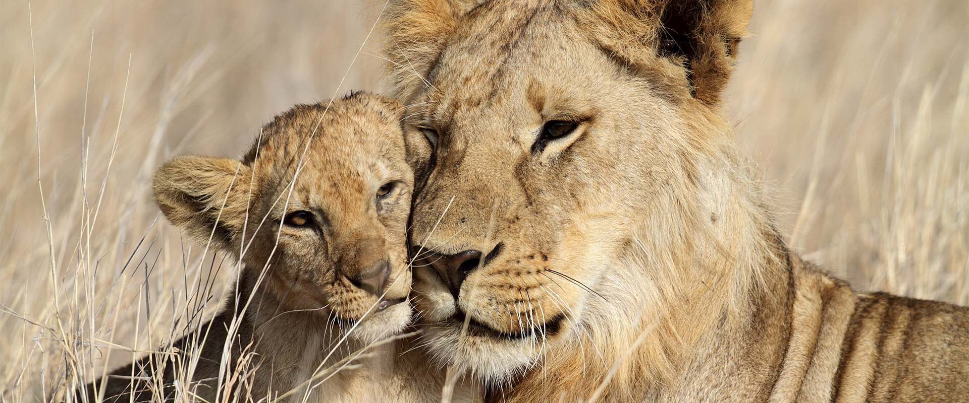 Moederleeuw en leeuwenwelp op de Serengeti in Tanzania