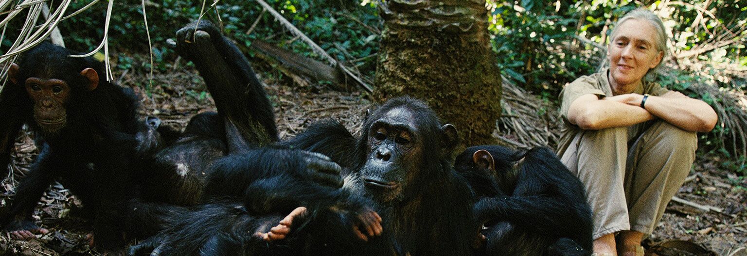 Gombe Stream National park Jane Goodall en Chimpansee