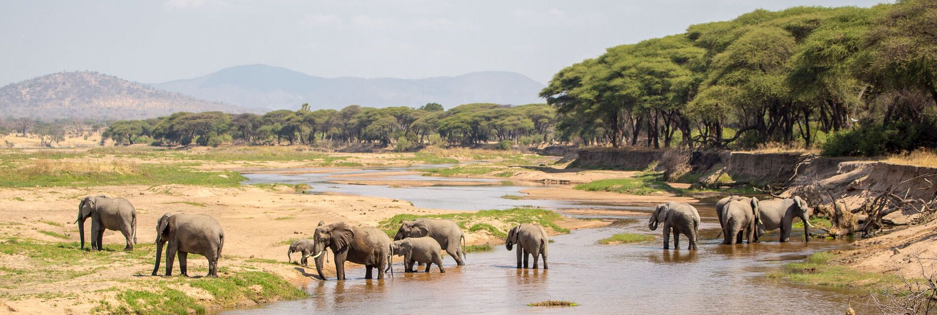 Ruaha national park Tanzania olifanten