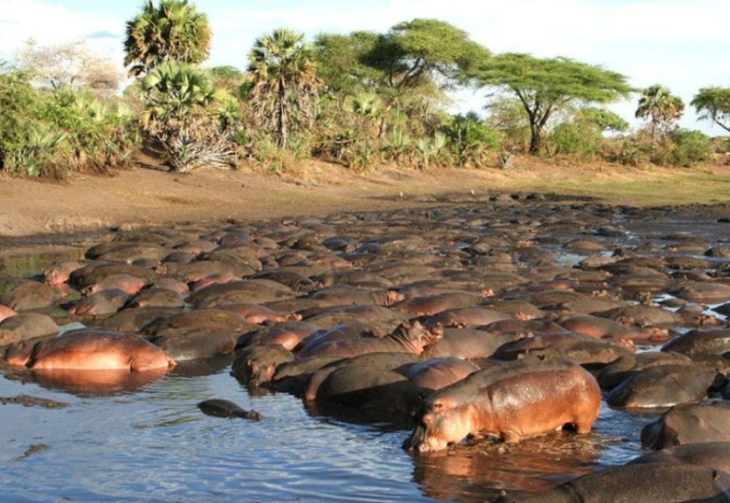 katavi national park nijlpaarden