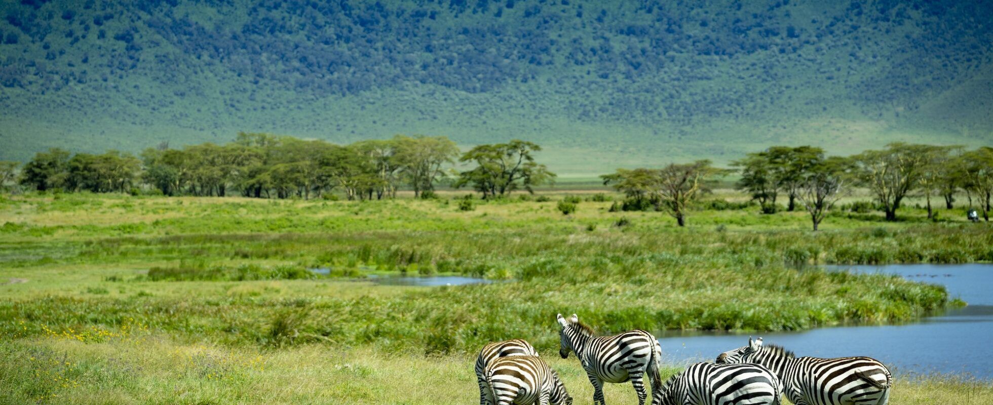 Zebra's Ngorongoro krater