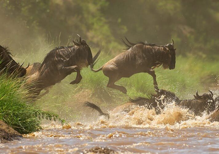 Serengeti National Park (centraal west/oost)