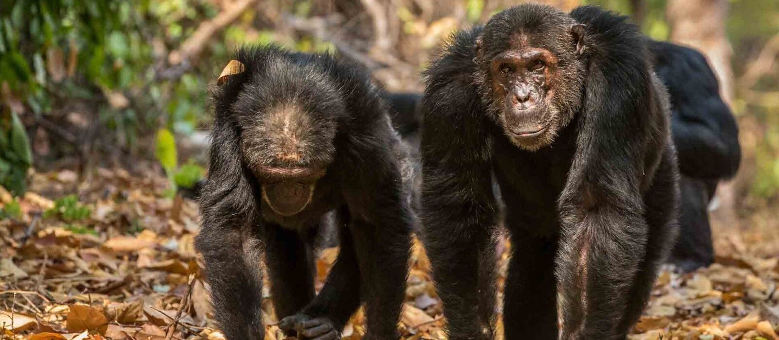 Mahale National Park chimpansees