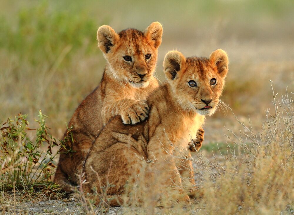 Serengeti National Park deluxe - per vliegtuig