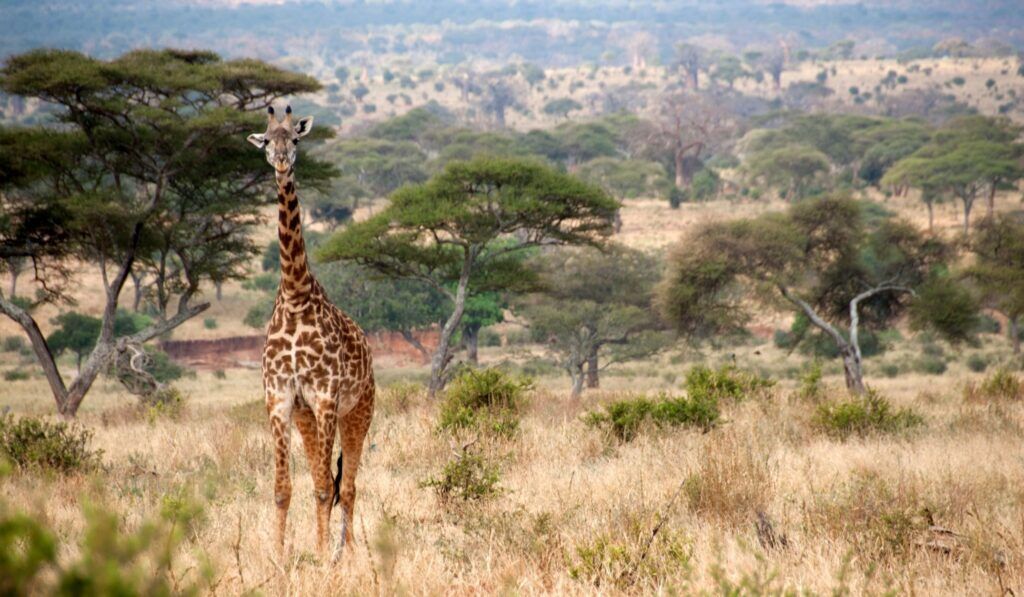 Wandelsafari in Tarangire National Park