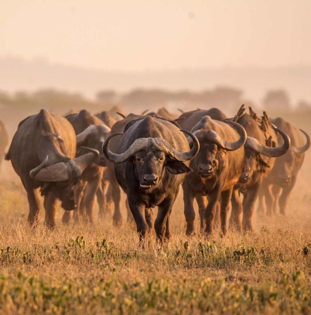 Kudde van gnoes in Tanzania