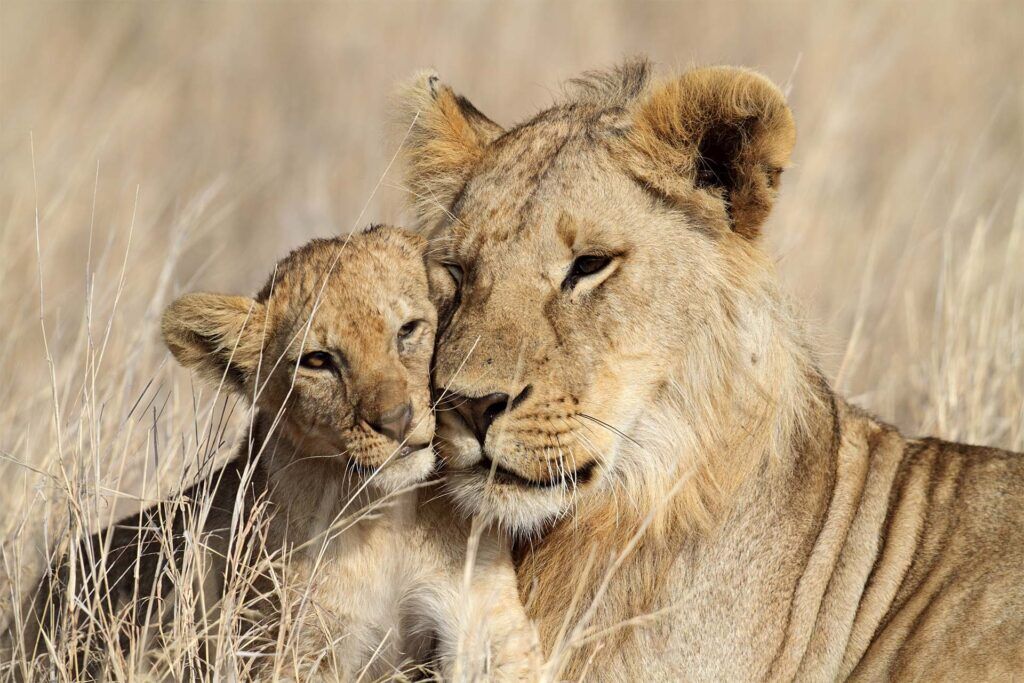 Moederleeuw en leeuwenwelp op de Serengeti in Tanzania