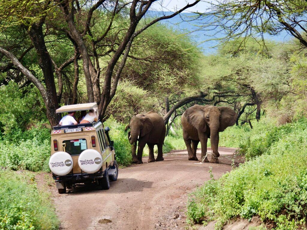 Safari-jeep, kijkend naar olifanten