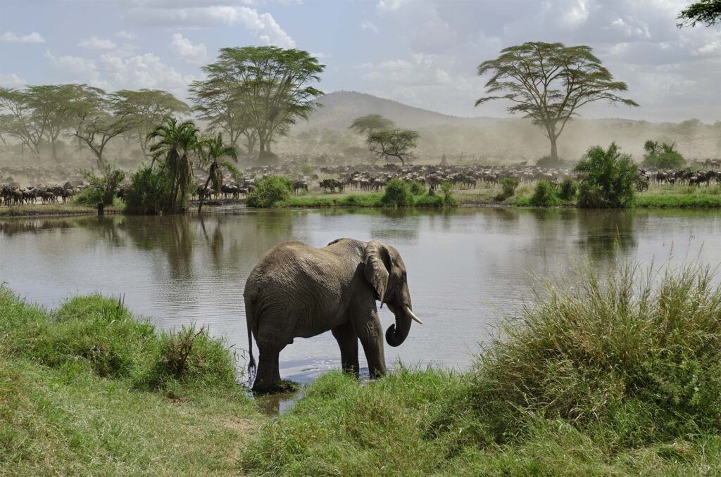 Olifant bij het water in Tanzania