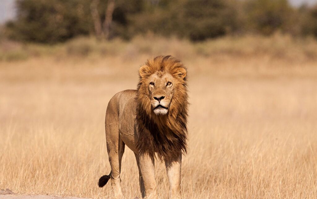 Spot een leeuw tijdens je safari in Tanzania