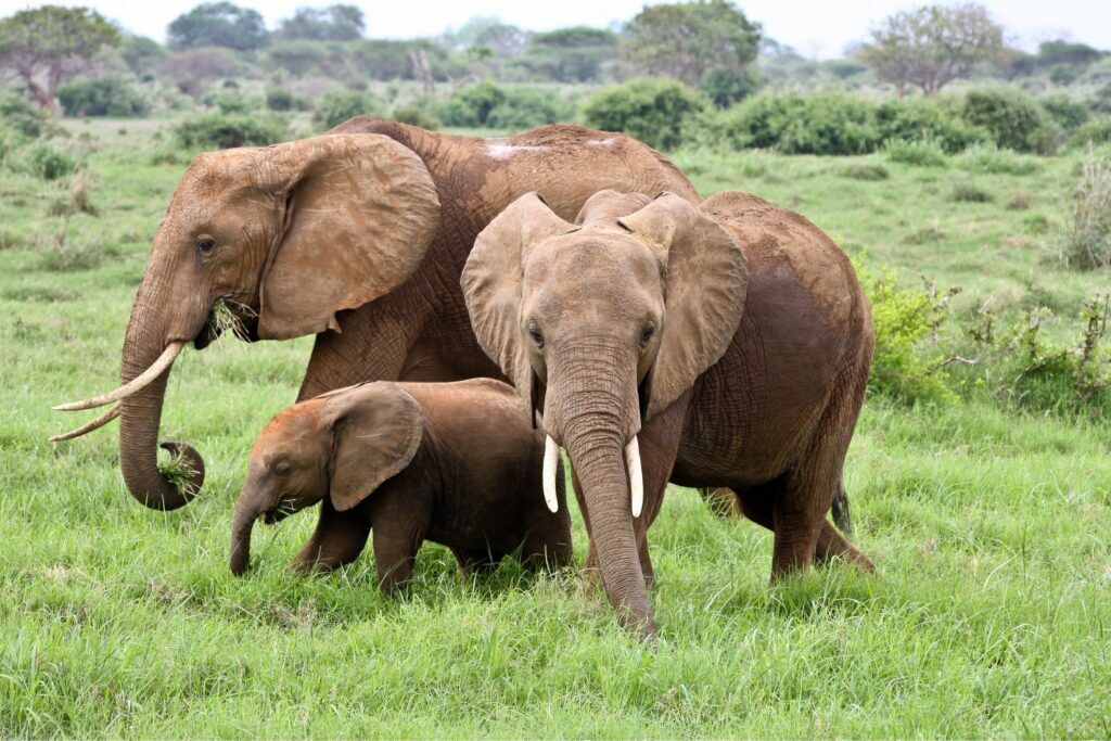 Familie olifanten met baby olifant